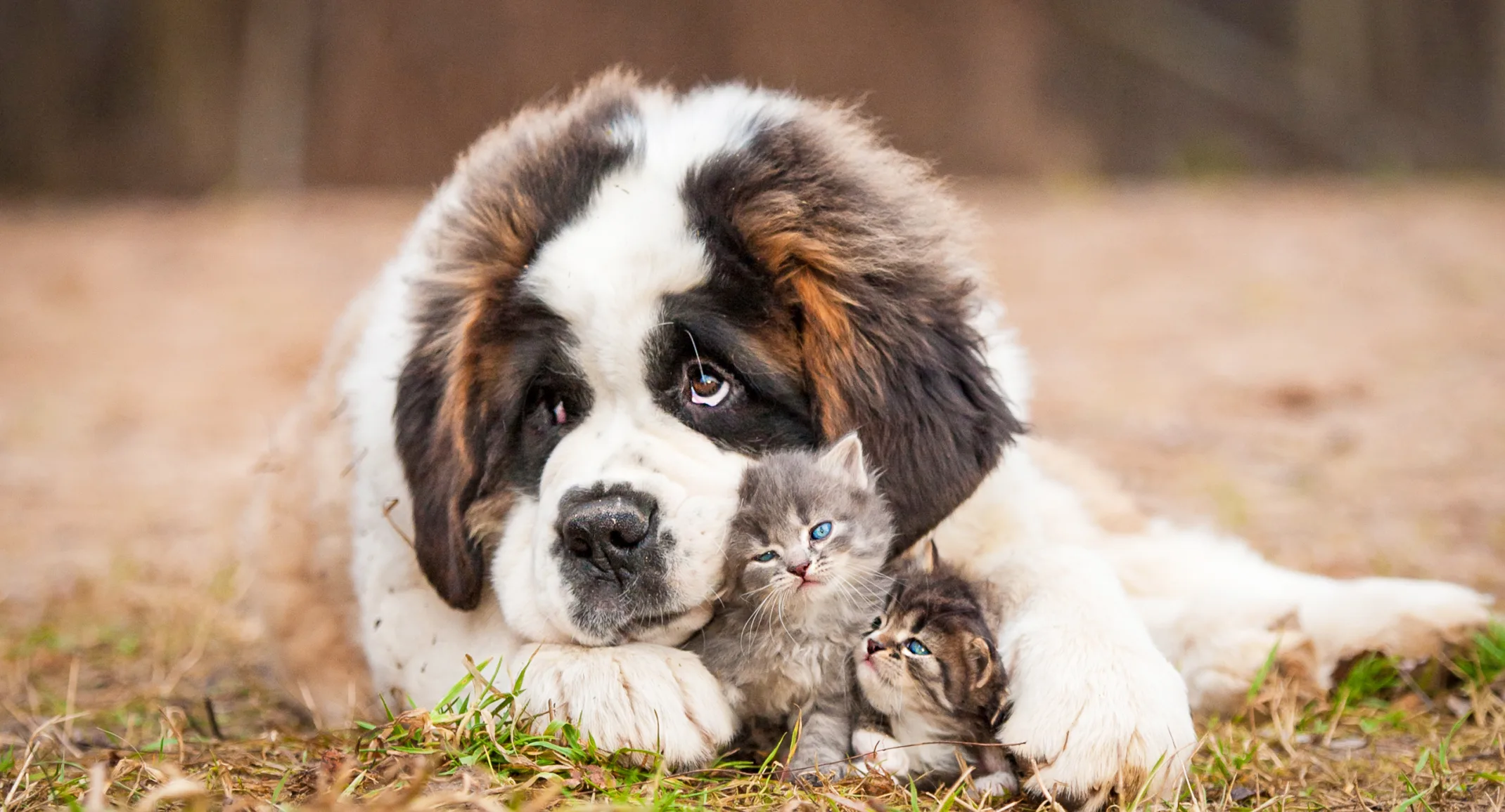 A dog cuddles two kittens laying on grass